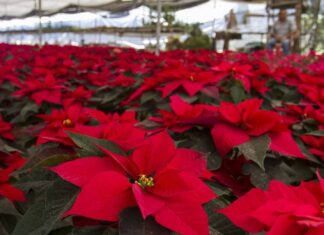 Mejores lugares de la CDMX para comprar Nochebuenas Mejores lugares de la CDMX para comprar Nochebuenas