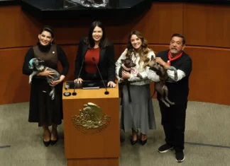 Senado aprueba reforma que prohíbe el maltrato animal Senado aprueba reforma que prohíbe el maltrato animal