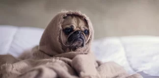 Cómo cuidar a tu perro en temporada de frío: Consejos esenciales para su bienestar cuidados de perros con frio revista flow
