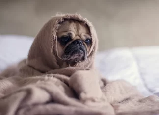 Cómo cuidar a tu perro en temporada de frío: Consejos esenciales para su bienestar cuidados de perros con frio revista flow