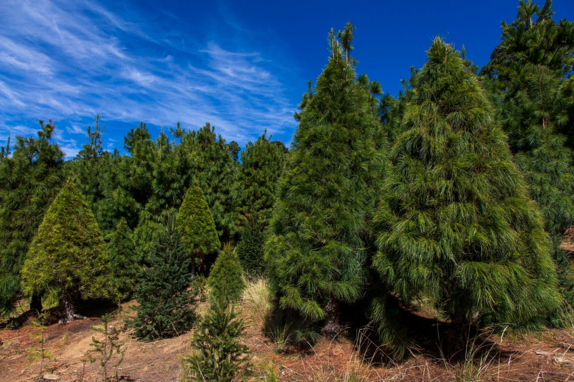 Los mejores lugares en México para cortar tu árbol de Navidad