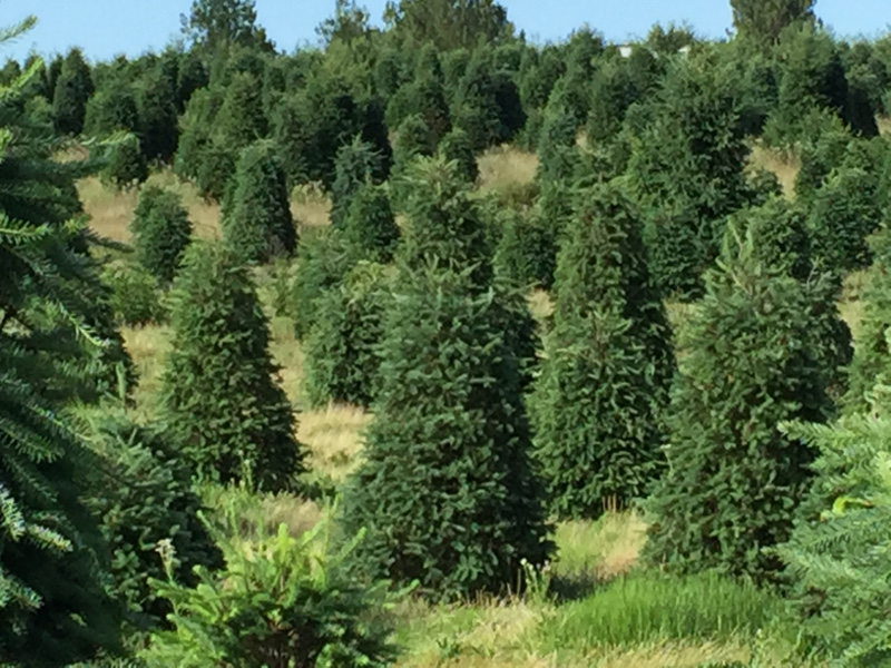 Los mejores lugares en México para cortar tu árbol de Navidad