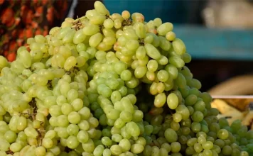 Uva se venderá hasta 200 pesos el kilo en diciembre 2024 Uva se venderá hasta 200 pesos el kilo en diciembre 2024