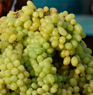 Uva se venderá hasta 200 pesos el kilo en diciembre 2024 Uva se venderá hasta 200 pesos el kilo en diciembre 2024