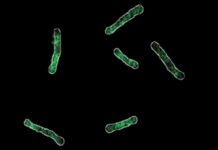 Científicos afirman que han descubierto el «talón de Aquiles» de las bacterias resistentes a los fármacos