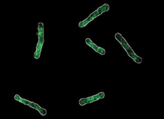 Científicos afirman que han descubierto el «talón de Aquiles» de las bacterias resistentes a los fármacos