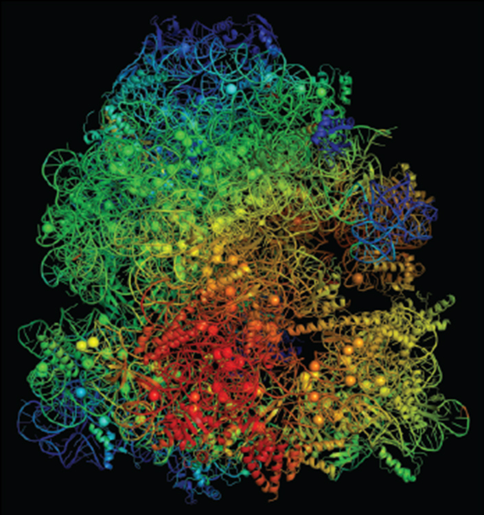 Estructura molecular de un ribosoma