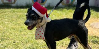 Paga tus multas de tránsito paseando perritos en CDMX Paga tus multas de tránsito paseando perritos en CDMX