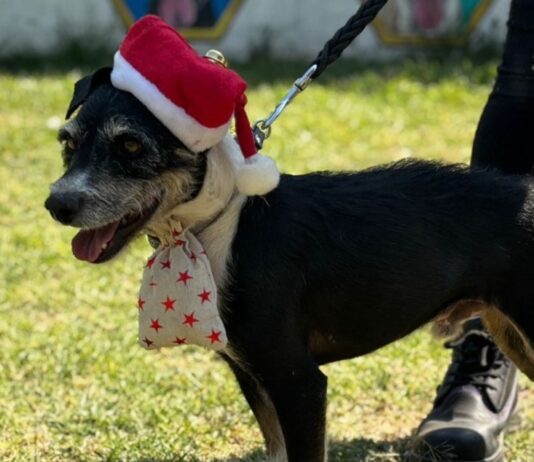 Paga tus multas de tránsito paseando perritos en CDMX Paga tus multas de tránsito paseando perritos en CDMX