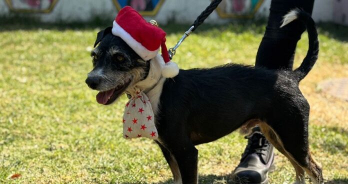 Paga tus multas de tránsito paseando perritos en CDMX