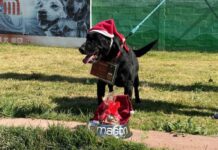 Perritos del Metro CDMX llevan tu carta a los Reyes Magos