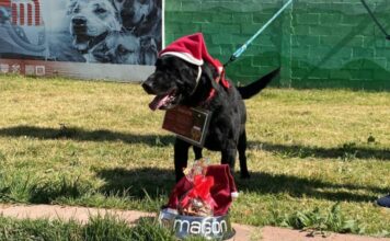 Perritos del Metro CDMX llevan tu carta a los Reyes Magos