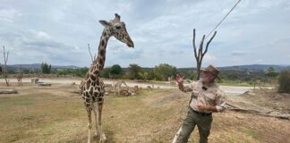 Benito, la jirafa rescatada que encontró un nuevo hogar en Africam Safari Benito, la jirafa rescatada que encontró un nuevo hogar en Africam Safari