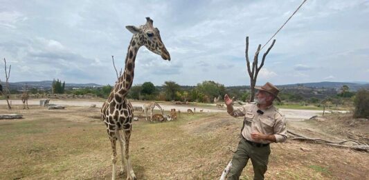 Benito, la jirafa rescatada que encontró un nuevo hogar en Africam Safari Benito, la jirafa rescatada que encontró un nuevo hogar en Africam Safari
