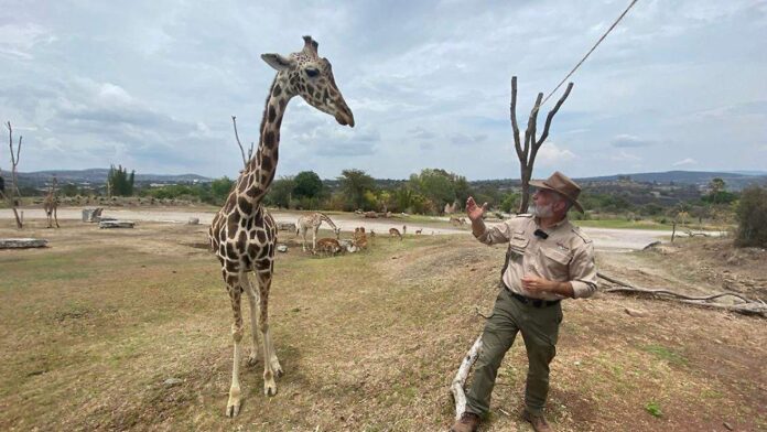 Benito, la jirafa rescatada que encontró un nuevo hogar en Africam Safari