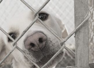 ¿Cómo y dónde denunciar el maltrato animal en México? Cómo y dónde denunciar el maltrato animal en México