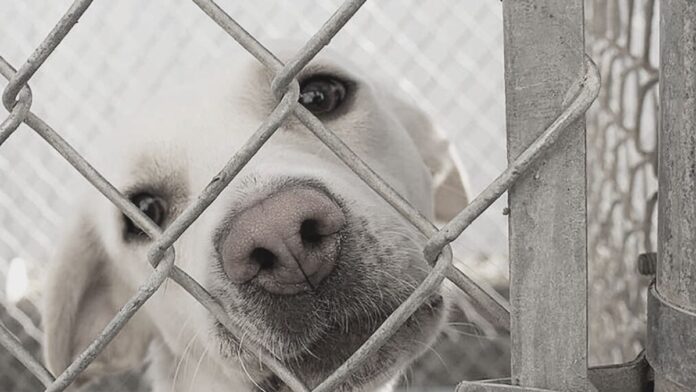 Cómo y dónde denunciar el maltrato animal en México