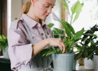 7 cosas que debes saber sobre el cuidado de las plantas