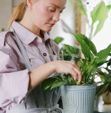 7 cosas que debes saber sobre el cuidado de las plantas