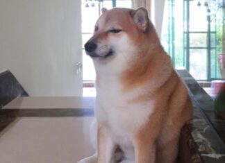 ¡Del meme al museo! Conoce la expo de Cheems Del meme al museo Conoce la expo de Cheems