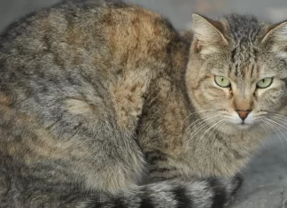 Gatotitlán 2025 en CDMX: ¿Cuándo y Dónde Será el Festival? Gatotitlán 2025 en CDMX Cuándo y Dónde Será el Festival