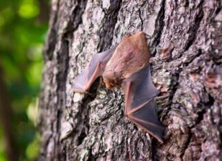 Habrá noche de murciélagos en CDMX Habrá noche de murciélagos en CDMX