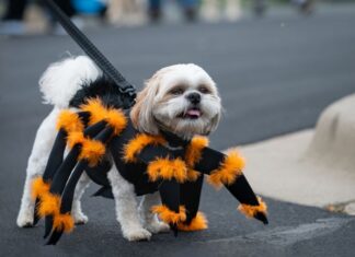 Rodada con temática canina en la CDMX Rodada con temática canina en la CDMX