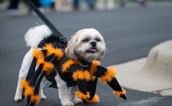Rodada con temática canina en la CDMX Rodada con temática canina en la CDMX