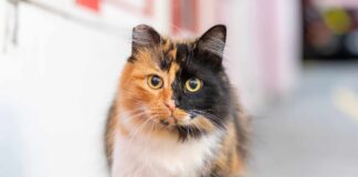 Gatos calicó: la fascinante rareza felina Gatos calicó la fascinante rareza felina