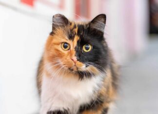 Gatos calicó: la fascinante rareza felina Gatos calicó la fascinante rareza felina