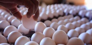 Escasez de Huevo en EU Provoca Contrabando en la Frontera de México Escasez de Huevo en EU Provoca Contrabando en la Frontera de México