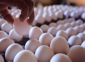 Escasez de Huevo en EU Provoca Contrabando en la Frontera de México Escasez de Huevo en EU Provoca Contrabando en la Frontera de México