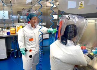 Descubren nuevo coronavirus de murciélago en Brasil, pero los riesgos no están claros coronavirus-brasil