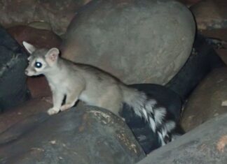 ¿El cacomixtle es peligroso? Esto puedes hacer si ves uno El cacomixtle es peligroso Esto puedes hacer si ves uno