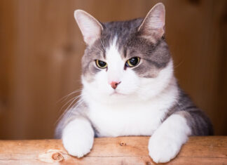 Miau Fest 2025: Un circo solidario para los gatos en Huerto Roma Miau Fest 2025 Un circo solidario para los gatos en Huerto Roma