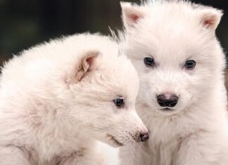 Nacen dos lobos terribles tras 10 mil años extintos Nacen dos lobos terribles tras 10 mil años extintos
