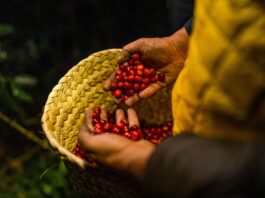 Nueva Ley de Desarrollo Sustentable de la Cafeticultura: Un impulso histórico para el café mexicano Nueva Ley de Desarrollo Sustentable de la Cafeticultura