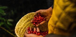 Nueva Ley de Desarrollo Sustentable de la Cafeticultura: Un impulso histórico para el café mexicano Nueva Ley de Desarrollo Sustentable de la Cafeticultura