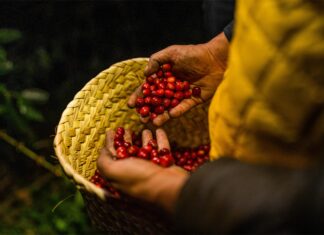 Nueva Ley de Desarrollo Sustentable de la Cafeticultura: Un impulso histórico para el café mexicano Nueva Ley de Desarrollo Sustentable de la Cafeticultura