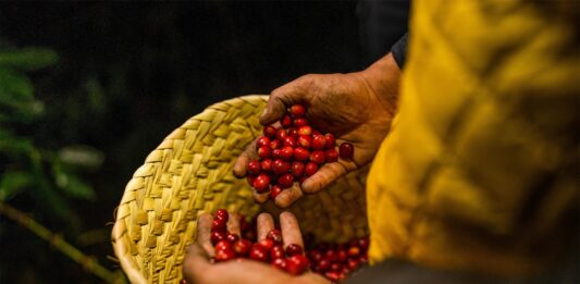 Nueva Ley de Desarrollo Sustentable de la Cafeticultura: Un impulso histórico para el café mexicano Nueva Ley de Desarrollo Sustentable de la Cafeticultura