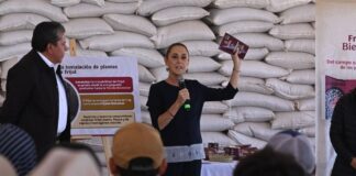 Claudia Sheinbaum lanza el «Frijol del Bienestar» para fortalecer la autosuficiencia alimentaria en México frijol del bienestar sheinbaum