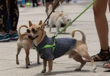 Carrera Amar es Adoptar CDMX 2025 Carrera Amar es Adoptar CDMX 2025