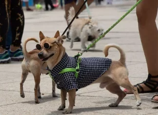 Carrera Amar es Adoptar CDMX 2025 Carrera Amar es Adoptar CDMX 2025