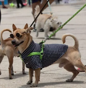 Carrera Amar es Adoptar CDMX 2025 Carrera Amar es Adoptar CDMX 2025