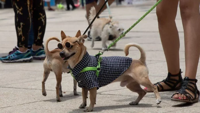 Carrera Amar es Adoptar CDMX 2025