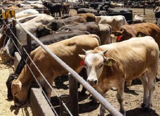 Estados Unidos suspende la importación terrestre de ganado de México Estados Unidos suspende la importación terrestre de ganado de México