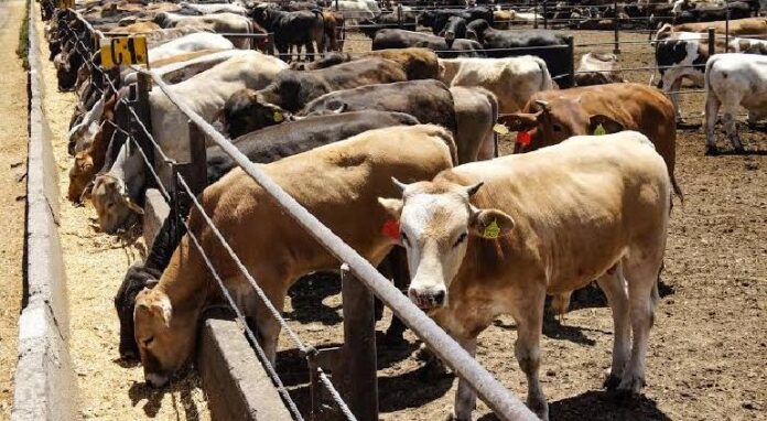 Estados Unidos suspende la importación terrestre de ganado de México Estados Unidos suspende la importación terrestre de ganado de México