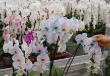 Exposición de Orquídeas en la CDMX Exposición de Orquídeas en la CDMX