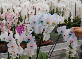 Exposición de Orquídeas en la CDMX Exposición de Orquídeas en la CDMX