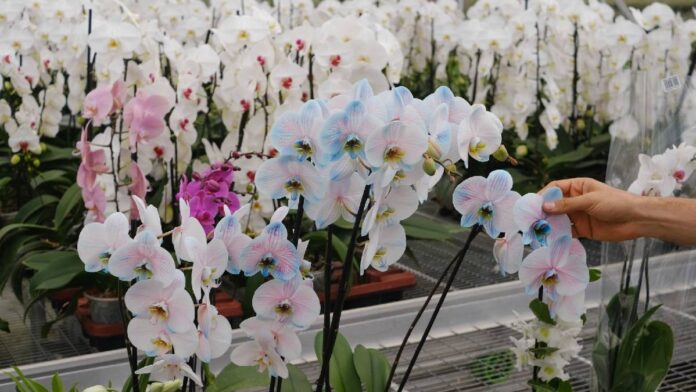 Exposición de Orquídeas en la CDMX Exposición de Orquídeas en la CDMX